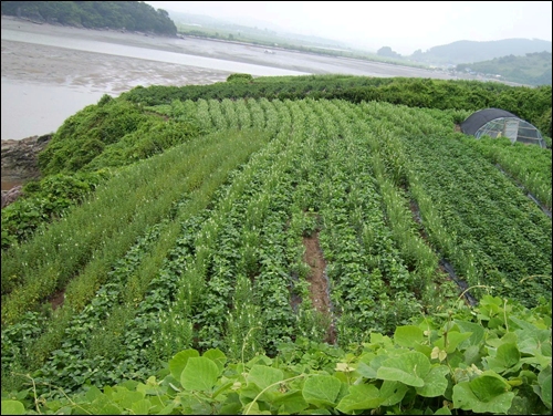 바닷가 비탈의 작은 밭 